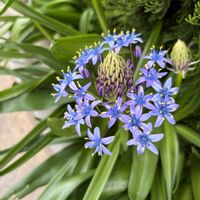 アジュガ,シラー,ギボウシ（ホスタ）,バラ、薔薇、ばら,小さい庭の画像