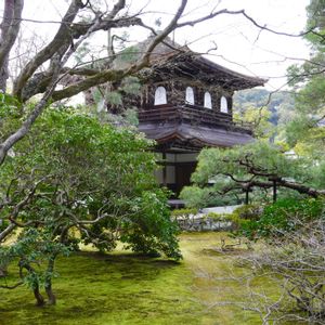 苔(コケ),鳳凰,お寺,庭園,緑のある暮らしの画像