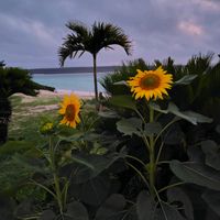 ハイビスカス,ひまわり,いやされる,記録,宮古島の画像