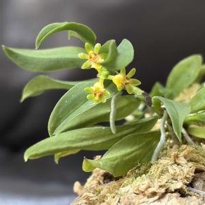 カシノキラン,開花,着生蘭,緑のある暮らし,簡易温室の画像