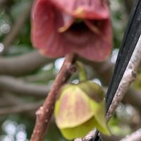 ポポー,マルメロの画像