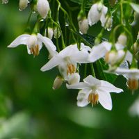 エゴノキの画像