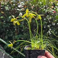 アルブカ,球根,球根植物,花のある暮らし,園芸男子の画像