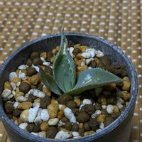 室内,ベランダの画像