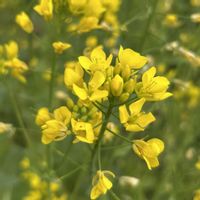 ナノハナ,なばな（菜花）,感謝,野菜の花,花のある暮らしの画像