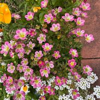 クモマグサの画像