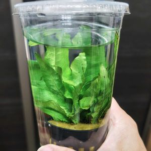 水草いろいろ,ミクロソリウム,ミクロソリウム プテロプス,観葉植物,水草の画像