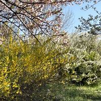 ボケ,ユキヤナギ,レンギョウ,グミ,カキドオシの画像