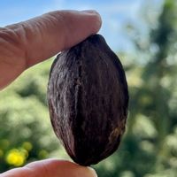 サガリバナ,サガリバナの実,ミフクラギ,木の実,夜に咲く花の画像