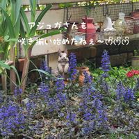 アジュガ,ベロニカ,桜でまり,今庭,ガーデニングの画像