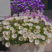 オステオスペルマム,キララ,キララホワイト,サントリー フラワーズの画像