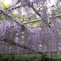 フジ,フジ,藤の花,ふじの画像