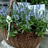 ベロニカ,鉢植え,満開,春到来！の画像