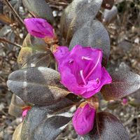 エゾムラサキツツジ,エゾムラサキツツジ,カタクリ,カタクリ,チオノドクサの画像