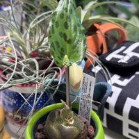 ドリミオプシス マクラータ,ドリミオプシス マクラータ,観葉植物,ハイドロカルチャー,観葉植物を楽しむの画像