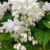 タツナミソウ,ルッコラ,ヒメウツギ,ヒメウツギ,椿 つばきの画像