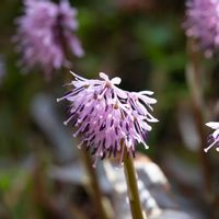 ギョウジャニンニク,トガクシショウマ,ハルリンドウ（春竜胆）,猩猩袴（ショウジョウバカマ）,春が来た♡の画像