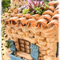 エケベリア,多肉植物,多肉の寄せ植え,多肉女子,多肉好きの画像