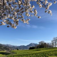 菜の花,さくら 桜 サクラ,長野県の画像