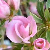 ツツジ,サラサドウダンツツジ,コバノミツバツツジ（ツツジ科）,Juneの会,春るんるん♡の画像