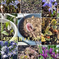 オダマキ,スノードロップ,チオノドクサ,ツルニチニチソウ,ネコヤナギの画像