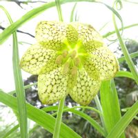 バイモ,小石川植物園の画像