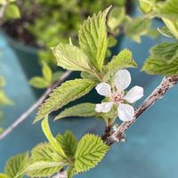 ユスラウメの画像