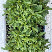 ベロニカの画像