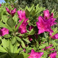 スノーフレーク,ツツジ,十二の巻,ライチ,オオムラサキツツジの画像