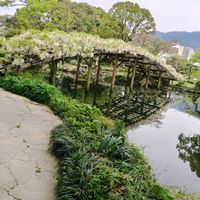 フジ,天赦園白玉上り藤の画像