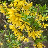 オオイヌノフグリ,オオイヌノフグリ,キンギョソウ,フリージア,フリージアの画像