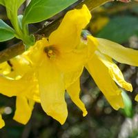 スモモ,ユキヤナギ,レンギョウ,レンギョウ,レンギョウの画像