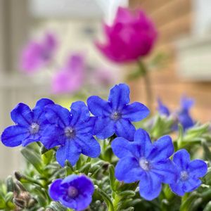 ミヤマホタルカズラ,花のある暮らし,自宅にて,ciitaのエントランスガーデン,エントランスの画像