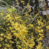 ユキヤナギ,レンギョウ,レンギョウ,レンギョウ,オンシジュームの画像