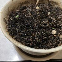 アジアンタム,いつもありがとう❣️,その他部屋の画像