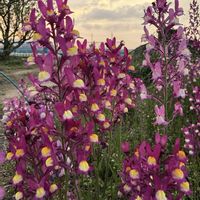 ポポー,リナリア,ルッコラ,菜の花,プラムの画像