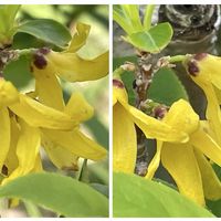 ジューンベリー,ノースポール,ポピー,レンギョウ,ヤグルマ草の画像