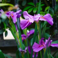 花菖蒲,花のある暮らし,おうち園芸,庭の画像