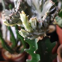 ユーフォルビア属,多肉植物,観葉植物,ガーデニング,ボタニカルライフの画像