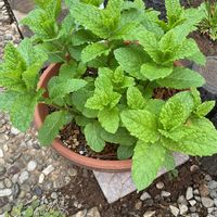 アリッサム,ミント,ビオラ,モロッカンミント,スーパーアリッサム　アイシクルナイトの画像