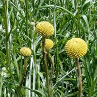 クラスペディア,タケノコ,家庭菜園,畑の画像