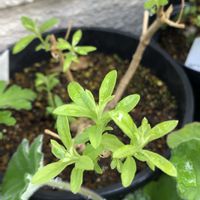 レモンバーベナ,ハーブ,ハーブティー,ポプリ,もんハーブ園の画像