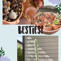 ゴーラム,センペル,多肉植物いろいろ,白樺麒麟,センペルビウムの画像