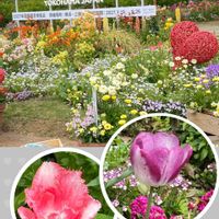 ルピナス,チューリップラバーズタウン,ラナンキュラスラックス　ハデス,横浜里山ガーデンフェスタ2026春,平和を願うの画像