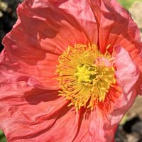 ポピー,オレンジ色の花,今日も元気で,今日も笑顔で♡,花を通じて愛と平和をの画像