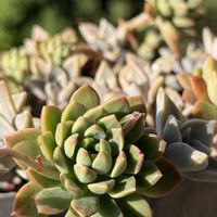 マッコス,ダイソー産,キュンキュン乙女倶楽部,百均多肉,毎月13日と14日は葉挿しの日の画像