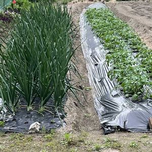 アケビ,玉ねぎ,じゃがいもメークイン,いつもありがとう♡,GSのみなさんに感謝♡の画像