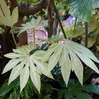 ヤツデ,シダ,オシダ,ヤツデ スパイダーウェブ,スパイダーウェブの画像