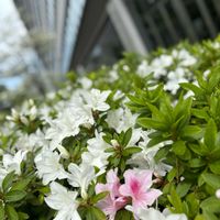 ネモフィラ,つつじ,東京タワー,紅一点,勝どき橋の画像