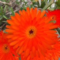 マツバギク,お出かけ先の画像